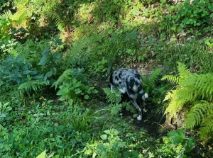Mavi zwischen Farnen und dichtem Grün am Waldweg