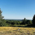 Mavi auf einer Wiese mit weiter Aussicht während der Mohlbuck-Runde in Lahr