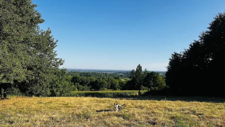 Mavi auf einer Wiese mit weiter Aussicht während der Mohlbuck-Runde in Lahr