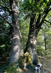 Mavi unter einer mächtigen alten Eiche am Weg in Lahr