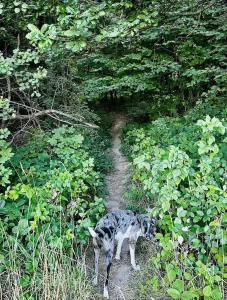 Mavi am grünen Übergang von der Wiese zurück in den Wald