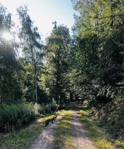 Sonnenlicht auf einem breiten Waldweg der Mohlbuck-Runde