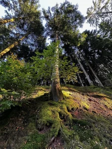 Hoher Baum mit moosbewachsenen Wurzeln im Schwarzwald nahe dem Sägersweiher in Schuttertal
