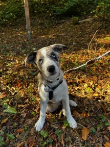 Welpe Mavi sitzt angeleint auf einem herbstlichen Waldweg am Sägersweiher im Schwarzwald
