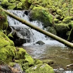 Zweribach-Wasserfall in der Teichschlucht im Schwarzwald zwischen moosbewachsenen Felsen