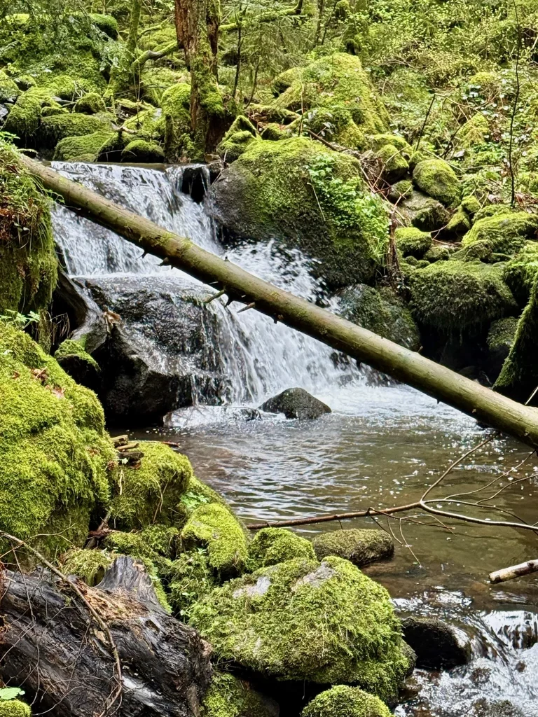 Zweribach-Wasserfall in der Teichschlucht im Schwarzwald zwischen moosbewachsenen Felsen