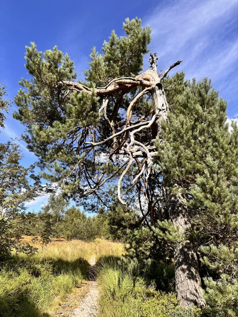 Einzelner Baum in der offenen Grindenlandschaft am Hochkopf im Schwarzwald