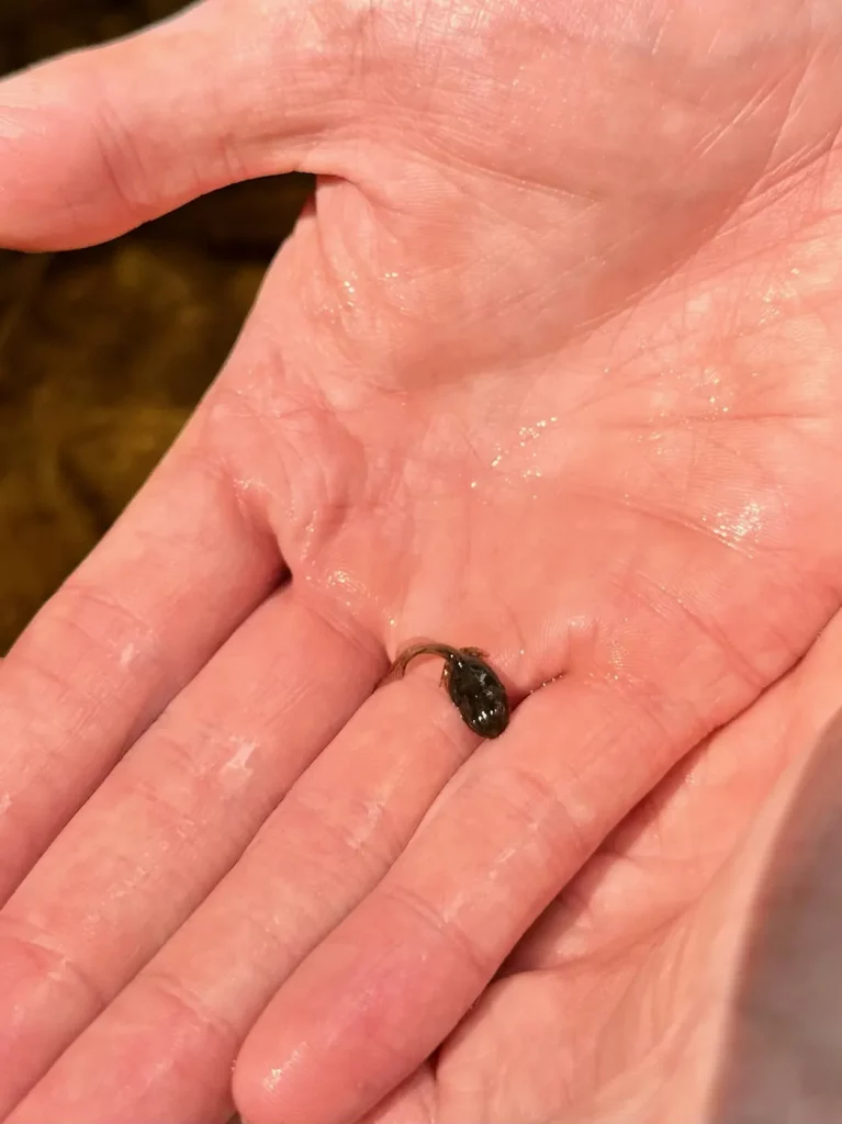 Kleines Kaulquappe auf einer Hand während einer Wanderung im Schwarzwald