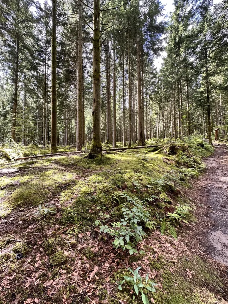 Moosbewachsener Waldboden im Nordschwarzwald nahe Hochkopf