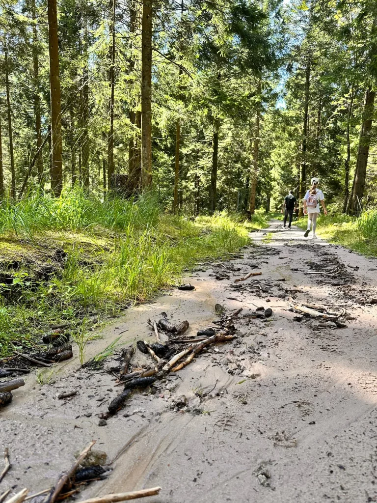 Sandiger Wanderweg im Schwarzwald mit Buntsandsteinboden bei Unterstmatt