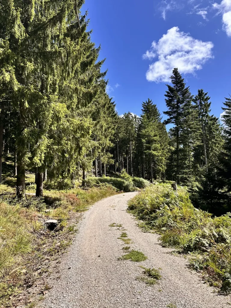 Breiter Wanderweg bei Unterstmatt im Schwarzwald entlang der Schwarzwaldhochstraße