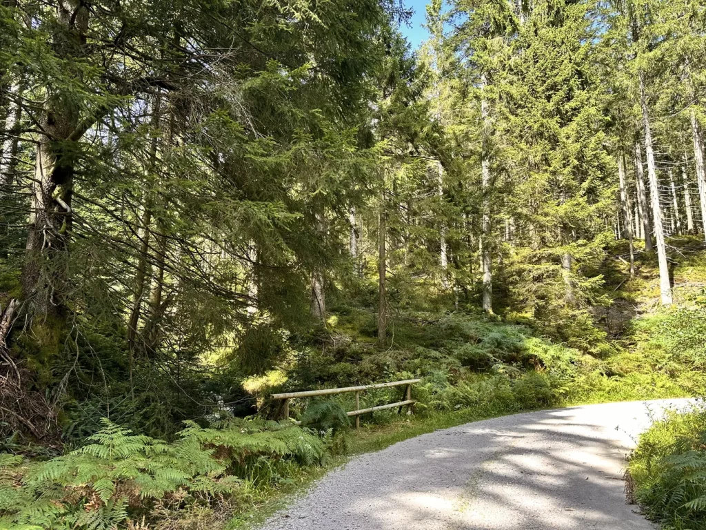 Waldweg bei Unterstmatt auf der Wanderung Richtung Hochkopf