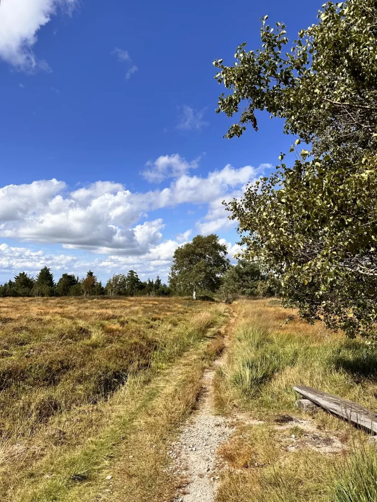 Wanderweg durch die Grindenlandschaft mit Aussicht am Hochkopf im Schwarzwald