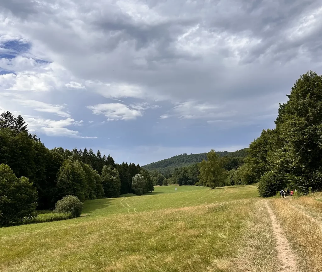 Offene Wiese am Rückweg des Wasserpfads Sulzbachtal im Schwarzwald