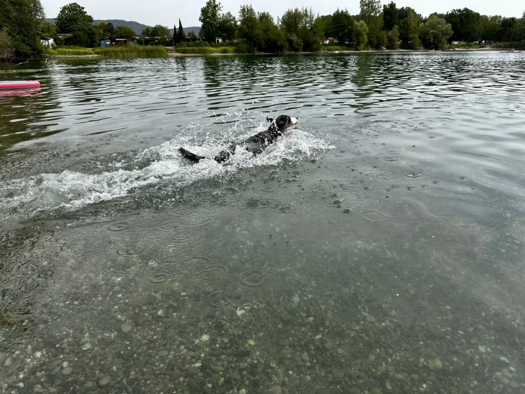 Mavi schwimmt am flachen steinigen Ufer des Baggersees Schuttern
