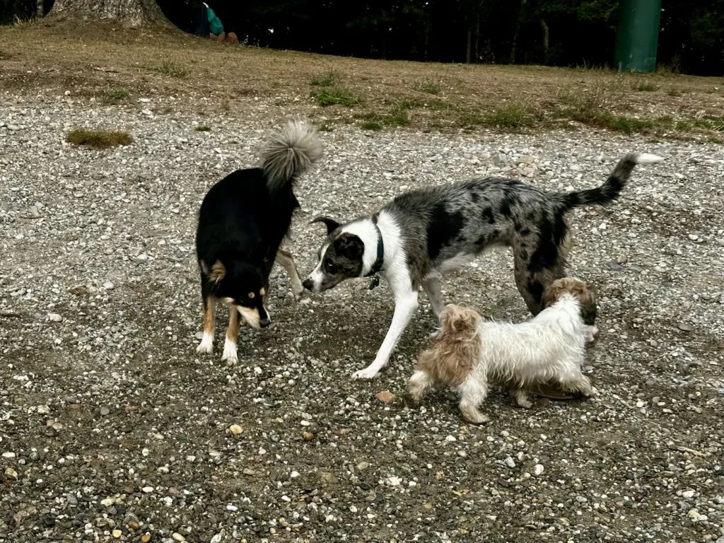 Drei Hunde begegnen sich am Hundestrand des Baggersees Schuttern