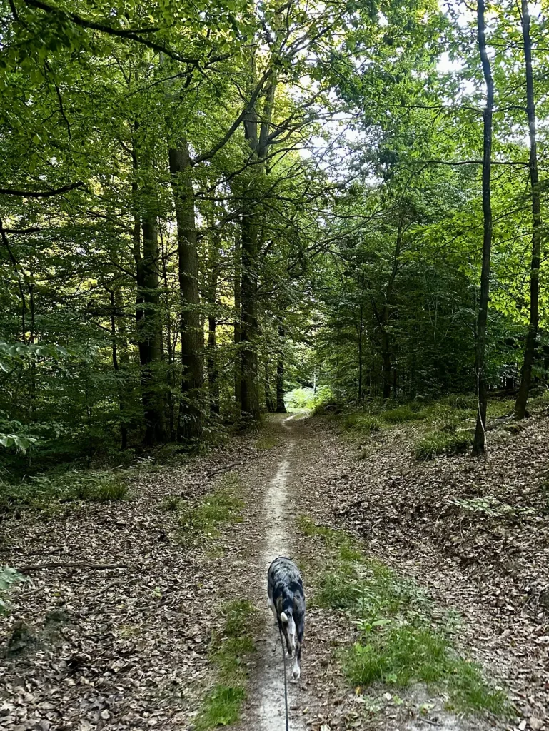 Hund an der Leine im Wald bei der Joggingrunde